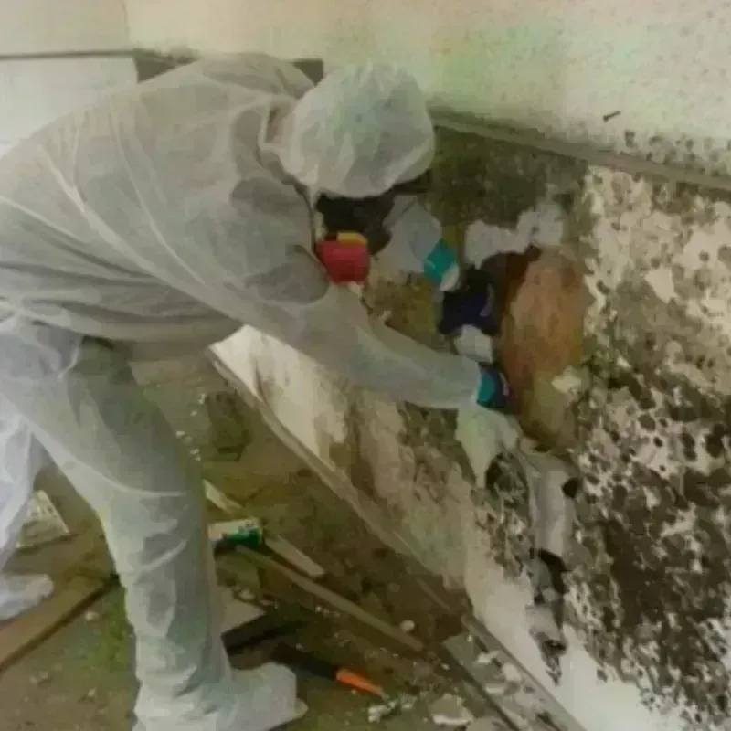 Mold Remediation and Removal in Joint Base Lewis McChord, WA